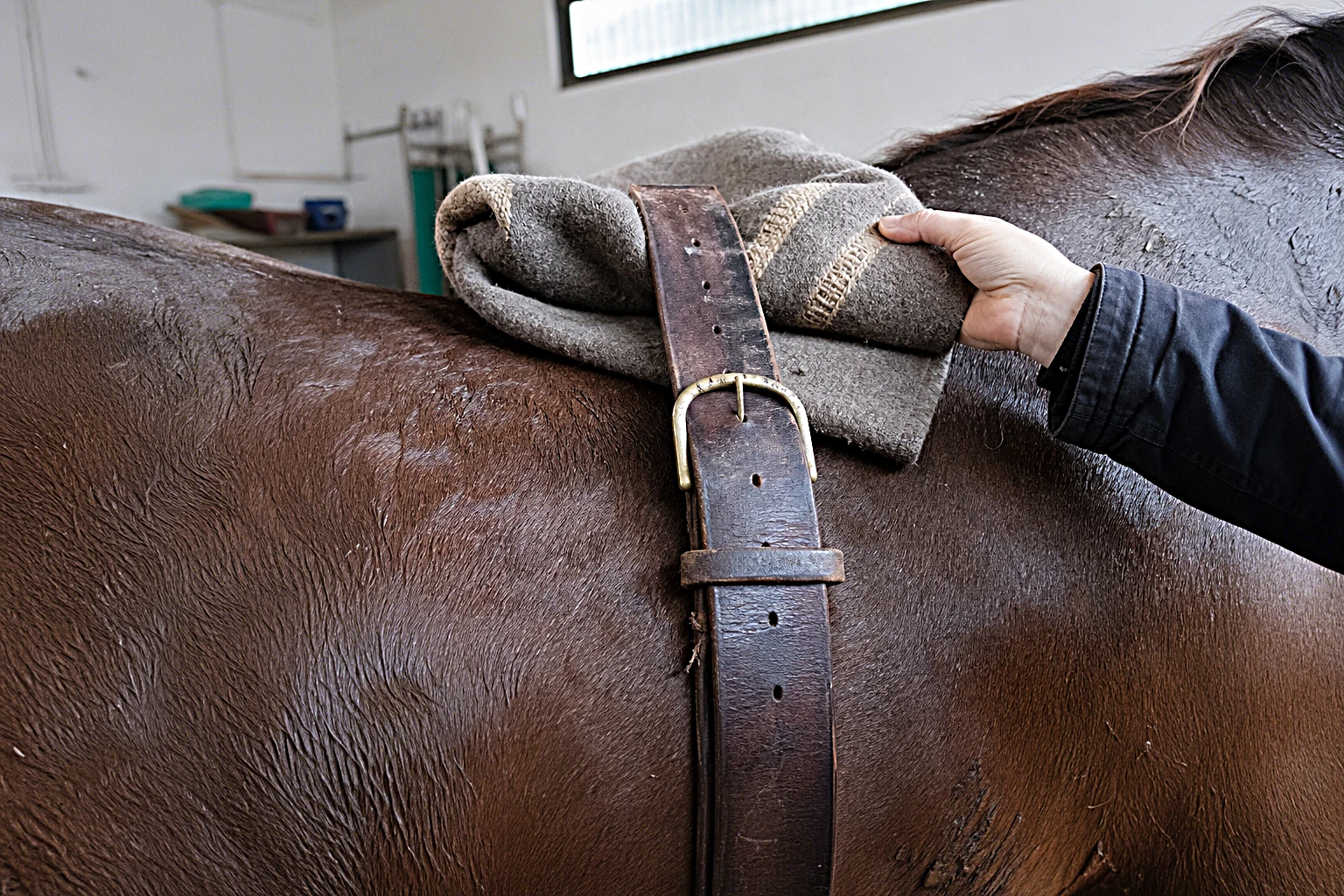 Detail des Therapie-Setups, Wollpad auf Pferderücken, Hand des Physiotherapeuten