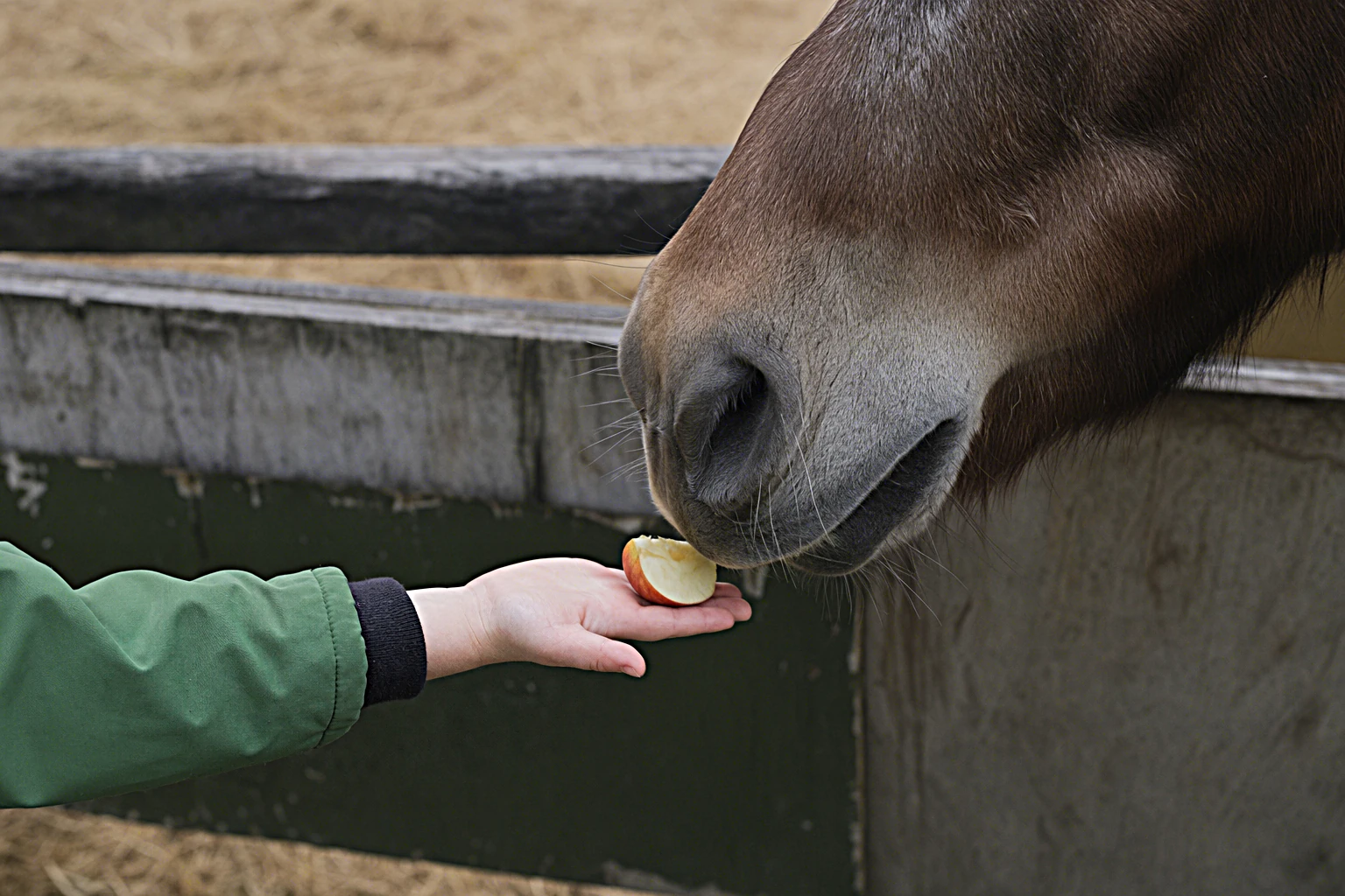 Ein Kind reicht einem Pony auf der flachen Hand ein Stück Apfel