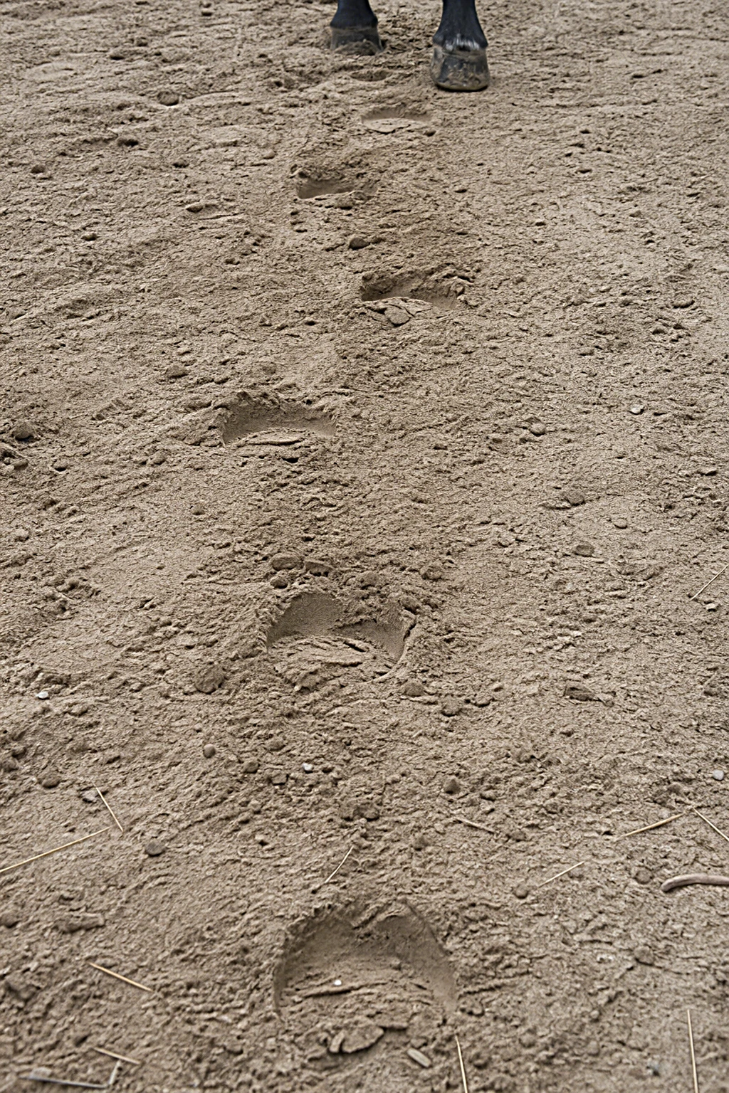 Sand-Detail mit frischen Hufspuren im Reitplatz, sensorische Texturen