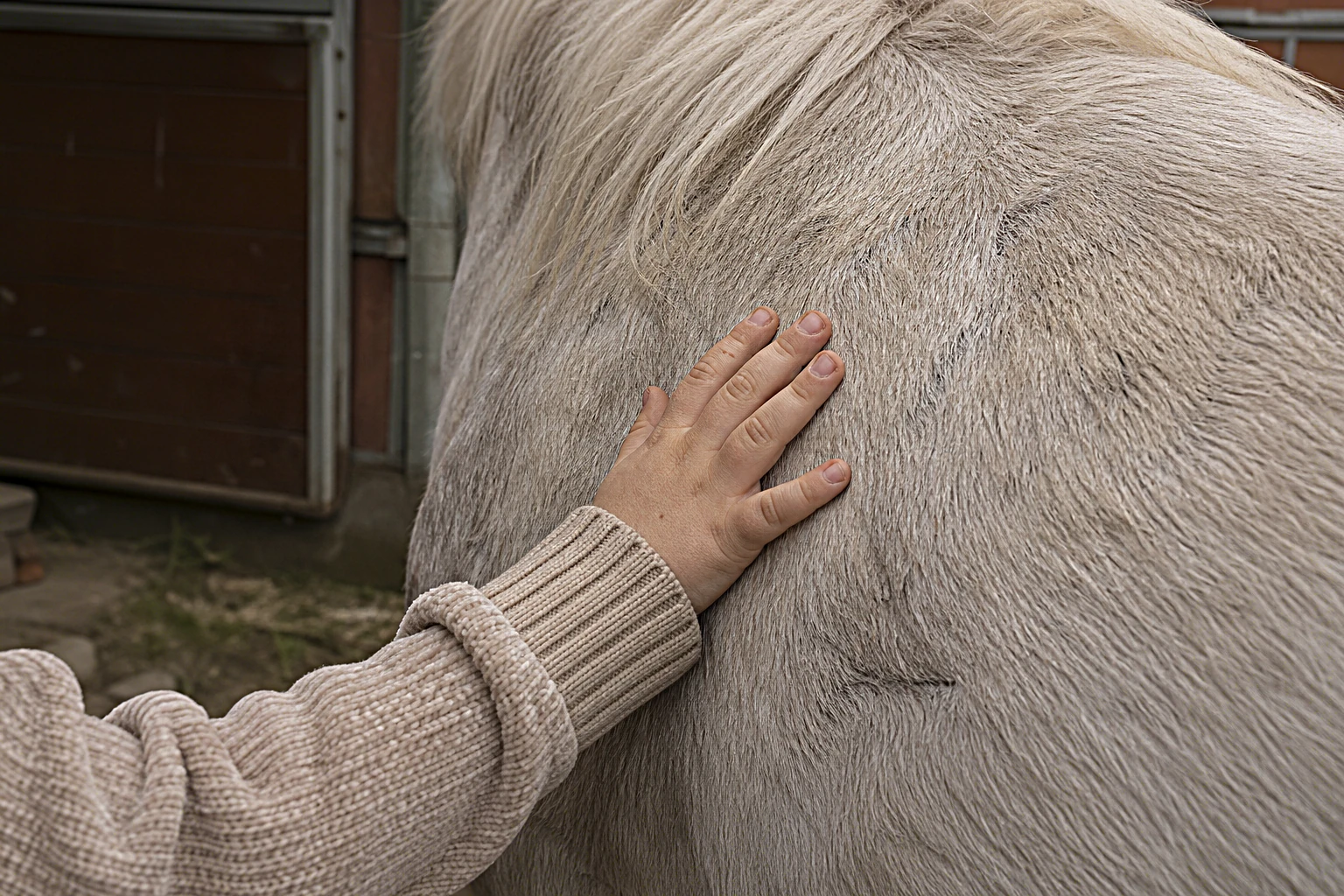 Kind mit Down-Syndrom putzt konzentriert die Schulter eines Haflingers, Reittherapeutin steht ruhig daneben