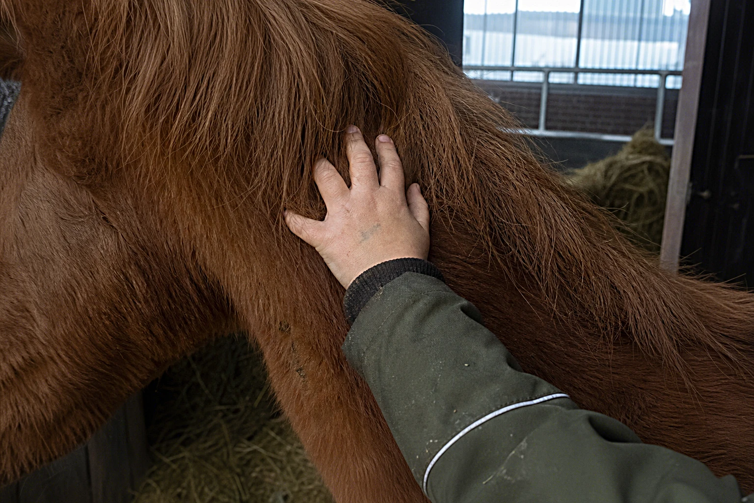Detailaufnahme: kleine Kinderhand am warmen Hals eines braunen Ponys, weiche Tageslichtstimmung im Stall