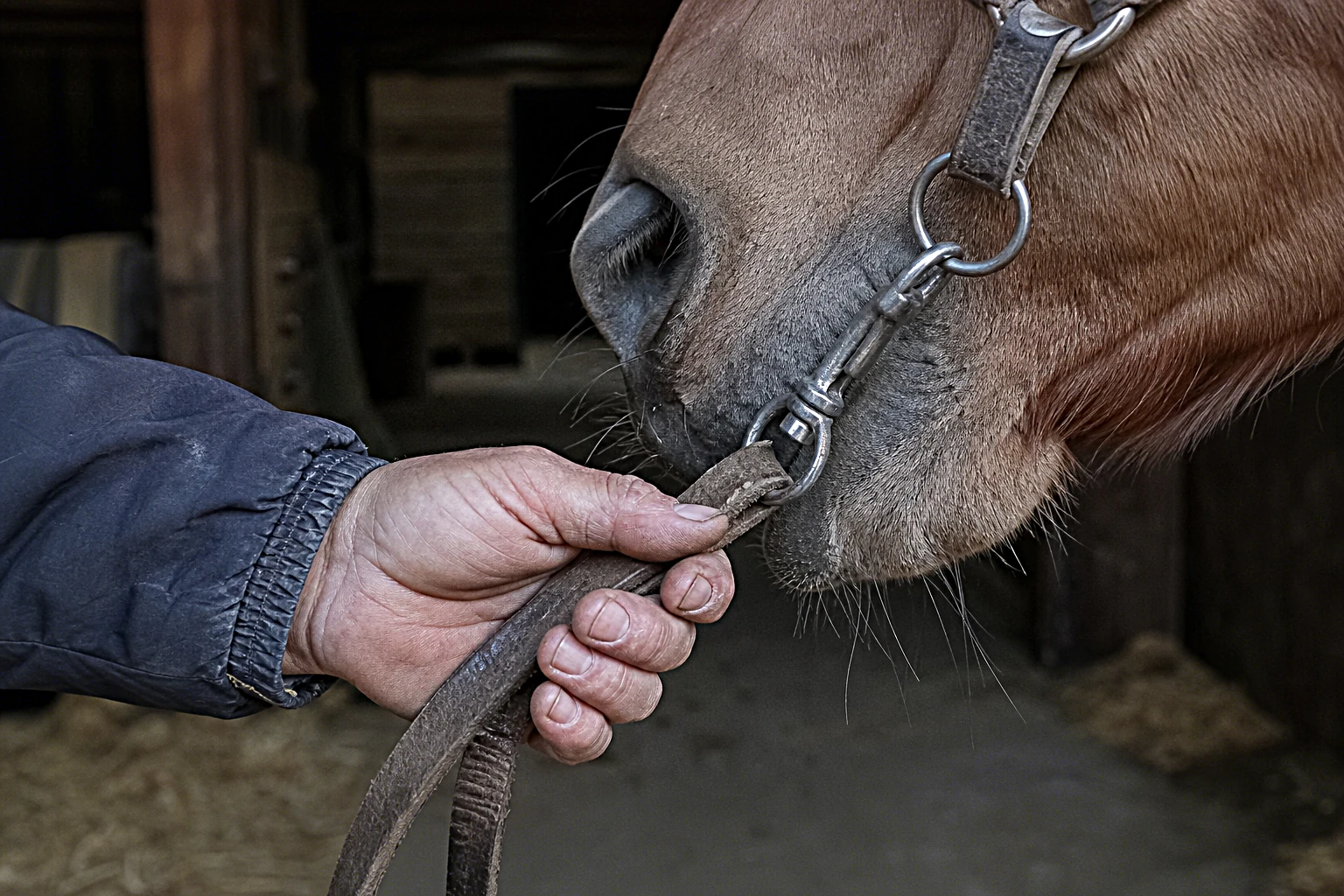 Erwachsene Hand am Lederfuehrstrick an einem ruhigen Pferd, warmes Stalllicht