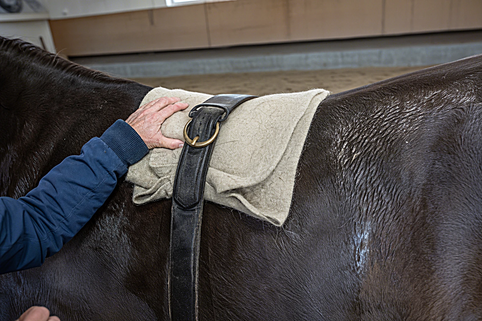 Detail des Therapie-Setups: Wollpad und Therapiegurt auf dem Pferderuecken, Hand des Physiotherapeuten